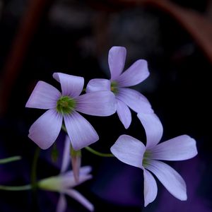 Preview wallpaper flowers, petals, buds, lilac