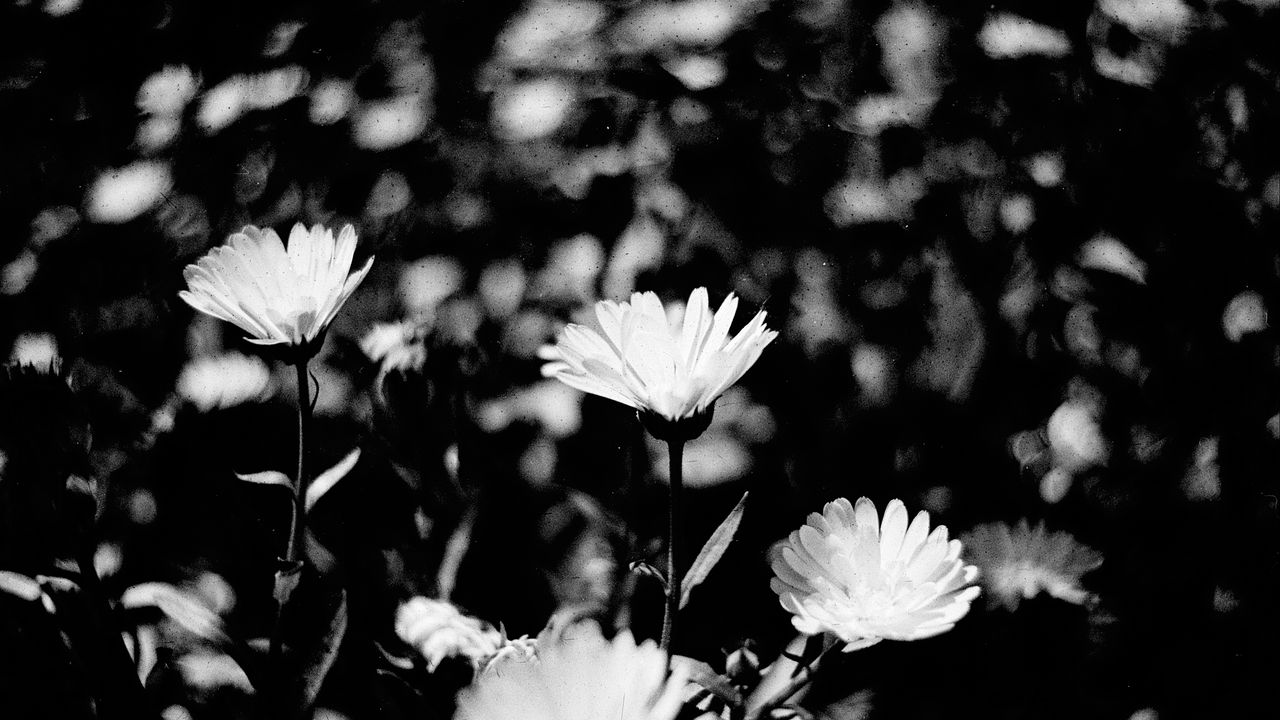 Wallpaper flowers, petals, buds, bw, leaves