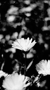 Preview wallpaper flowers, petals, buds, bw, leaves