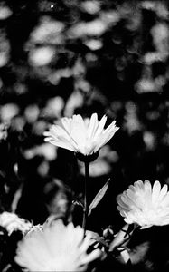 Preview wallpaper flowers, petals, buds, bw, leaves