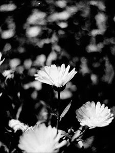 Preview wallpaper flowers, petals, buds, bw, leaves