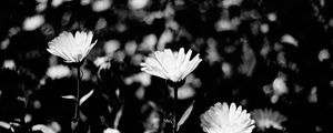 Preview wallpaper flowers, petals, buds, bw, leaves