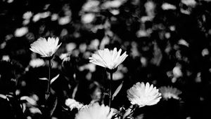 Preview wallpaper flowers, petals, buds, bw, leaves