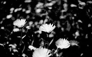 Preview wallpaper flowers, petals, buds, bw, leaves