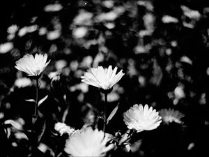 Preview wallpaper flowers, petals, buds, bw, leaves