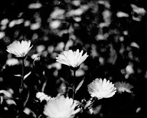 Preview wallpaper flowers, petals, buds, bw, leaves