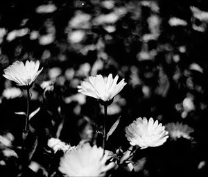 Preview wallpaper flowers, petals, buds, bw, leaves