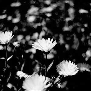 Preview wallpaper flowers, petals, buds, bw, leaves