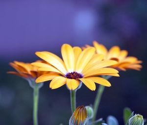 Preview wallpaper flowers, petals, buds, night, close-up