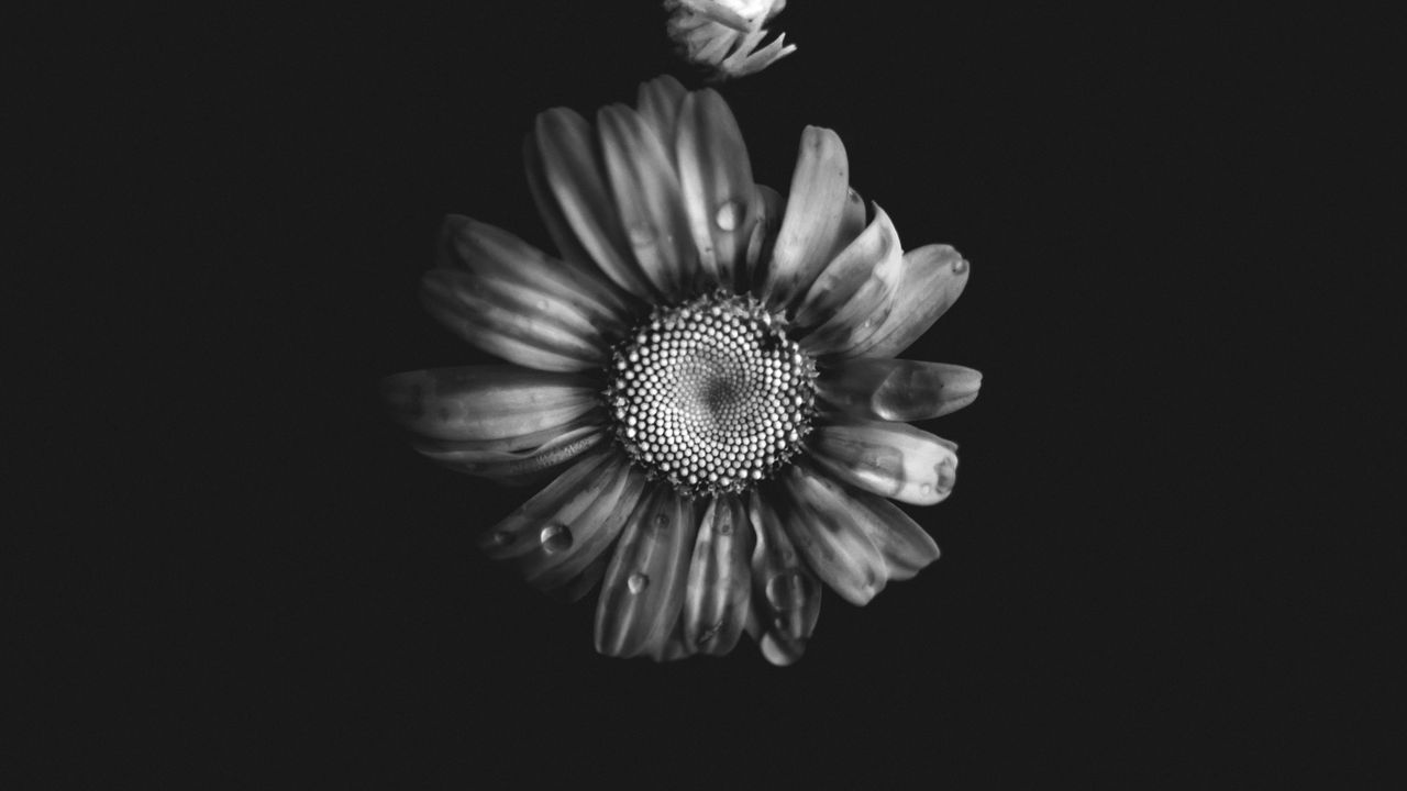 Wallpaper flowers, petals, buds, drops, black and white