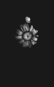 Preview wallpaper flowers, petals, buds, drops, black and white