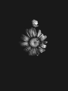 Preview wallpaper flowers, petals, buds, drops, black and white
