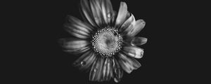 Preview wallpaper flowers, petals, buds, drops, black and white