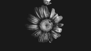 Preview wallpaper flowers, petals, buds, drops, black and white