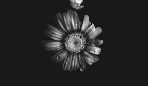 Preview wallpaper flowers, petals, buds, drops, black and white