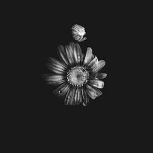 Preview wallpaper flowers, petals, buds, drops, black and white