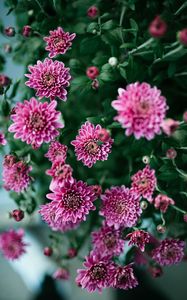 Preview wallpaper flowers, petals, bush, flowering