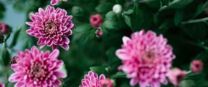 Preview wallpaper flowers, petals, bush, flowering