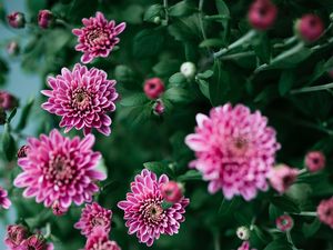 Preview wallpaper flowers, petals, bush, flowering