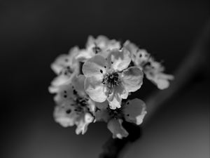 Preview wallpaper flowers, petals, bw, blur