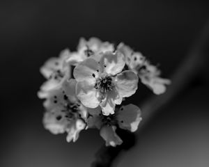 Preview wallpaper flowers, petals, bw, blur