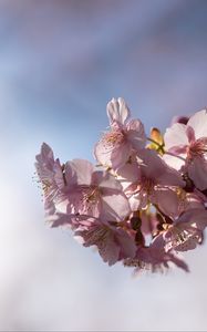 Preview wallpaper flowers, petals, cherry, branch, spring