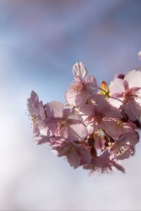 Preview wallpaper flowers, petals, cherry, branch, spring