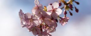 Preview wallpaper flowers, petals, cherry, branch, spring