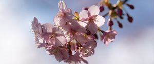 Preview wallpaper flowers, petals, cherry, branch, spring