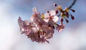 Preview wallpaper flowers, petals, cherry, branch, spring