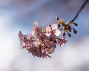 Preview wallpaper flowers, petals, cherry, branch, spring
