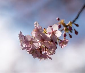Preview wallpaper flowers, petals, cherry, branch, spring
