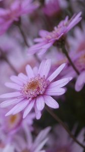 Preview wallpaper flowers, petals, close-up, blurred