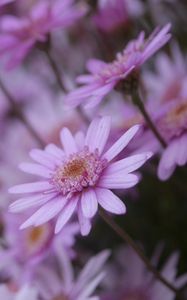 Preview wallpaper flowers, petals, close-up, blurred