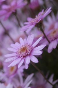 Preview wallpaper flowers, petals, close-up, blurred