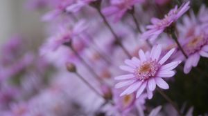Preview wallpaper flowers, petals, close-up, blurred