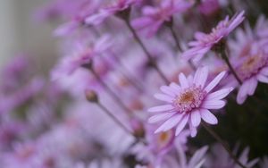 Preview wallpaper flowers, petals, close-up, blurred