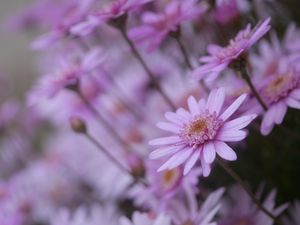 Preview wallpaper flowers, petals, close-up, blurred