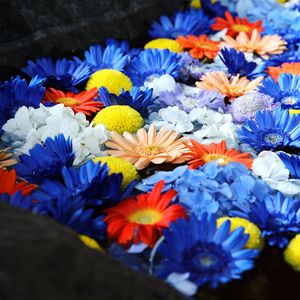 Preview wallpaper flowers, petals, colorful