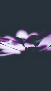 Preview wallpaper flowers, petals, darkness