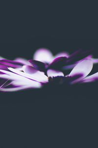 Preview wallpaper flowers, petals, darkness