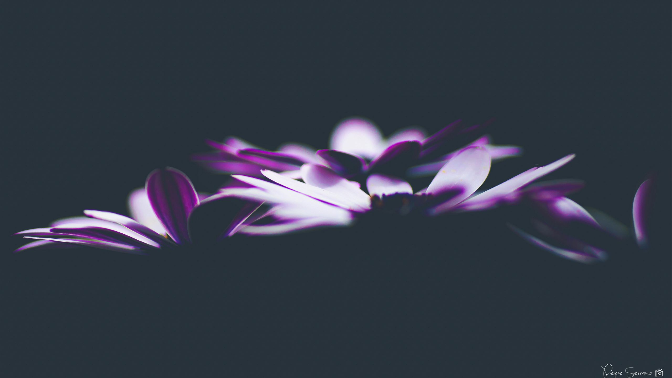 Download wallpaper 2560x1440 flowers, petals, darkness widescreen 16:9