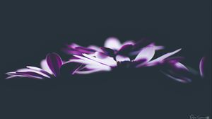 Preview wallpaper flowers, petals, darkness