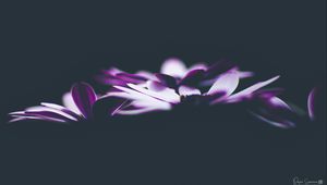 Preview wallpaper flowers, petals, darkness