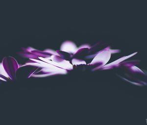 Preview wallpaper flowers, petals, darkness