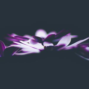 Preview wallpaper flowers, petals, darkness