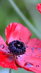 Preview wallpaper flowers, petals, drops, dew