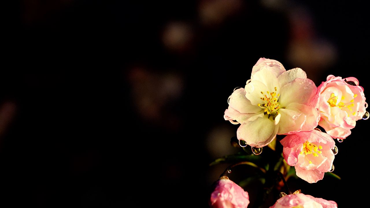 Wallpaper flowers, petals, drops, buds, branch, dark