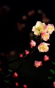 Preview wallpaper flowers, petals, drops, buds, branch, dark