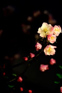 Preview wallpaper flowers, petals, drops, buds, branch, dark